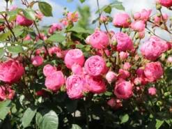 Beetrose 'Pomponella' ® -Deutschland Garten Funk Verkaufs-Shop beetrose pomponella m009316 w 5