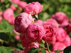 Beetrose 'Pomponella' ® -Deutschland Garten Funk Verkaufs-Shop beetrose pomponella m009316 w 6