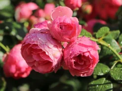 Beetrose 'Pomponella' ® -Deutschland Garten Funk Verkaufs-Shop beetrose pomponella m009316 w 7