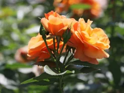 Beetrose 'Portoroz' ®