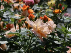 Beetrose 'Portoroz' ® -Deutschland Garten Funk Verkaufs-Shop beetrose portoroz m099218 w 0