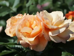 Beetrose 'Portoroz' ® -Deutschland Garten Funk Verkaufs-Shop beetrose portoroz m099218 w 1