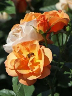 Beetrose 'Portoroz' ® -Deutschland Garten Funk Verkaufs-Shop beetrose portoroz m099218 w 2