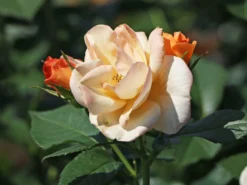 Beetrose 'Portoroz' ® -Deutschland Garten Funk Verkaufs-Shop beetrose portoroz m099218 w 3