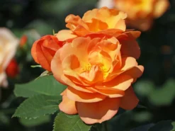 Beetrose 'Portoroz' ® -Deutschland Garten Funk Verkaufs-Shop beetrose portoroz m099218 w 4