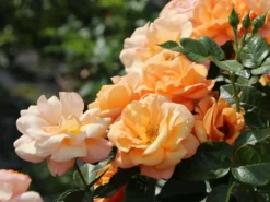 Beetrose 'Portoroz' ® -Deutschland Garten Funk Verkaufs-Shop beetrose portoroz m099218 w 5