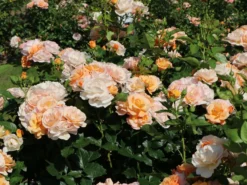 Beetrose 'Portoroz' ® -Deutschland Garten Funk Verkaufs-Shop beetrose portoroz m099218 w 6