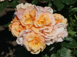 Beetrose 'Portoroz' ® -Deutschland Garten Funk Verkaufs-Shop beetrose portoroz m099218 w 7