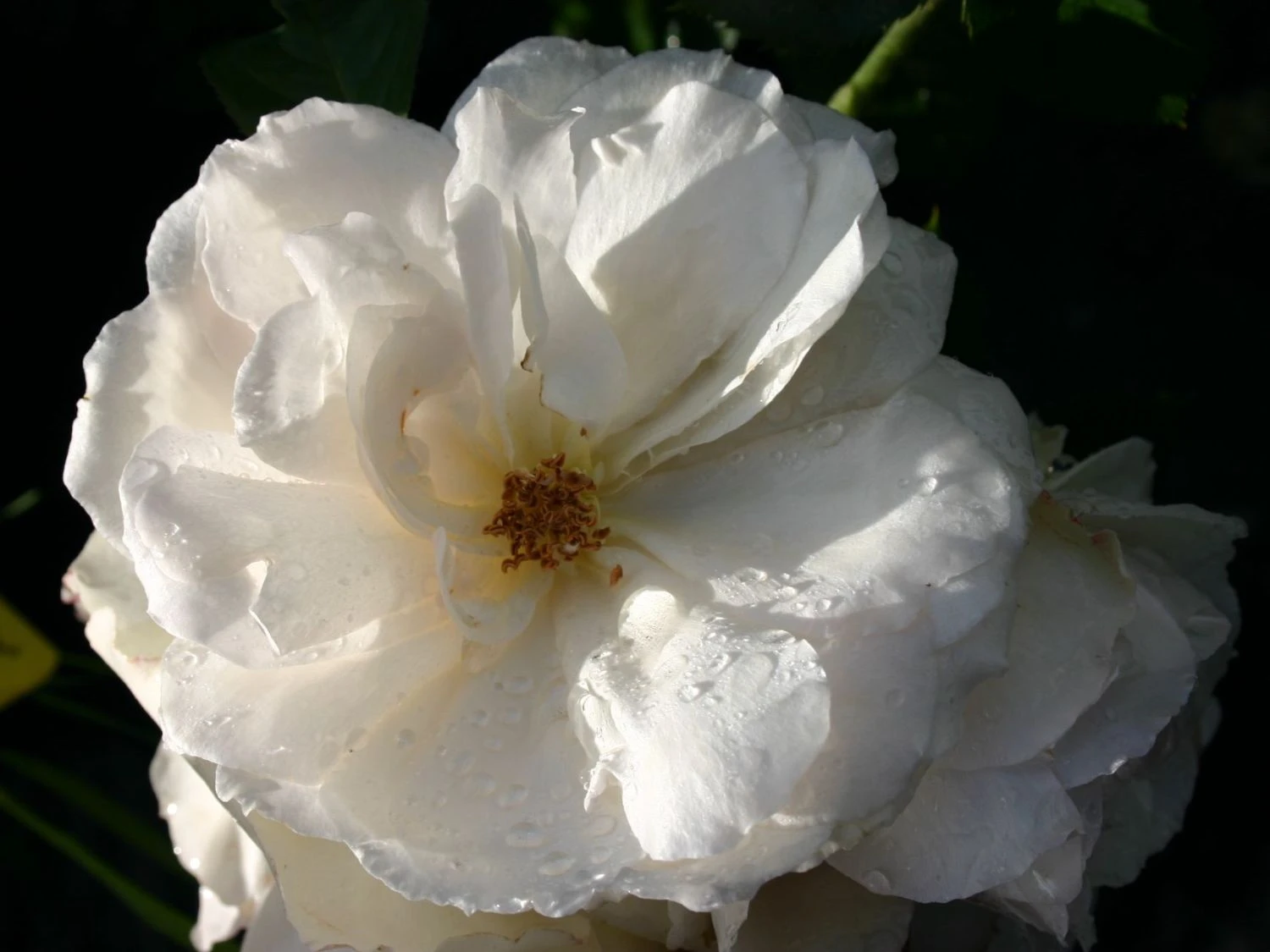 Beetrose 'Princess Of Wales' 5 Beetrose 'Princess Of Wales' – Bild 5