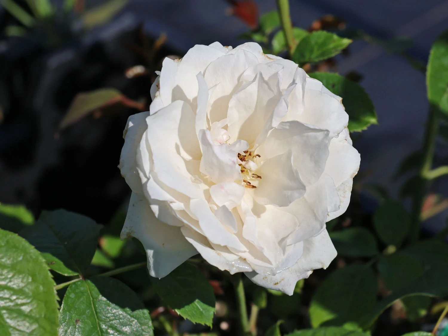 Beetrose 'Princess Of Wales' 2 Beetrose 'Princess Of Wales' – Bild 2