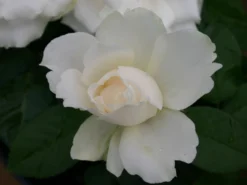 Beetrose 'Princess Of Wales' 8 Beetrose 'Princess Of Wales' -Deutschland Garten Funk Verkaufs-Shop beetrose princess of wales m069573 w 1 1