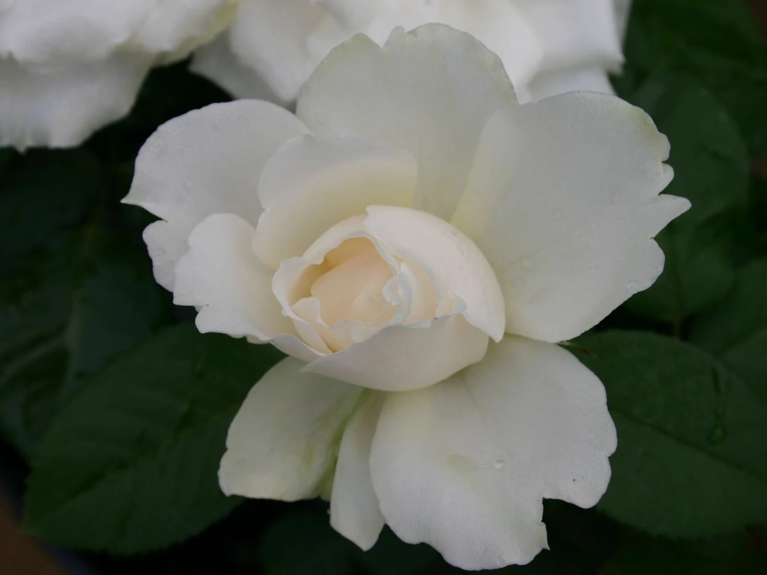 Beetrose 'Princess Of Wales' 4 Beetrose 'Princess Of Wales' – Bild 4