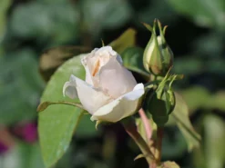 Beetrose 'Princess Of Wales' 7 Beetrose 'Princess Of Wales' -Deutschland Garten Funk Verkaufs-Shop beetrose princess of wales m069573 w 1