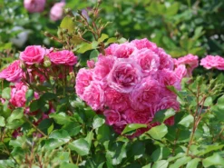 Beetrose Rigo-Rosen ® 'Amica' ®