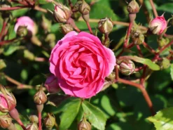 Beetrose Rigo-Rosen ® 'Amica' ® -Deutschland Garten Funk Verkaufs-Shop beetrose rigo rosen amica m120611 w 0