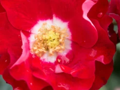 Beetrose 'Rose Der Einheit' ® -Deutschland Garten Funk Verkaufs-Shop beetrose rose der einheit m099229 w 0