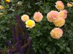 Beetrose 'Rose Der Hoffnung' ® -Deutschland Garten Funk Verkaufs-Shop beetrose rose der hoffnung m055132 1030348 0