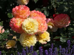 Beetrose 'Rose Der Hoffnung' ®