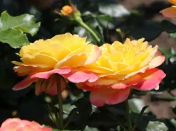 Beetrose 'Rose Der Hoffnung' ® -Deutschland Garten Funk Verkaufs-Shop beetrose rose der hoffnung m055132 w 1