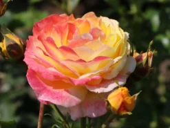 Beetrose 'Rose Der Hoffnung' ® -Deutschland Garten Funk Verkaufs-Shop beetrose rose der hoffnung m055132 w 10