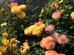 Beetrose 'Rose Der Hoffnung' ® -Deutschland Garten Funk Verkaufs-Shop beetrose rose der hoffnung m055132 w 12