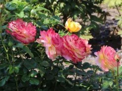 Beetrose 'Rose Der Hoffnung' ® -Deutschland Garten Funk Verkaufs-Shop beetrose rose der hoffnung m055132 w 13