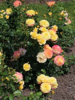 Beetrose 'Rose Der Hoffnung' ® -Deutschland Garten Funk Verkaufs-Shop beetrose rose der hoffnung m055132 w 14