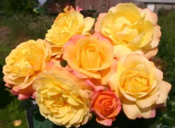 Beetrose 'Rose Der Hoffnung' ® -Deutschland Garten Funk Verkaufs-Shop beetrose rose der hoffnung m055132 w 3