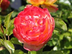 Beetrose 'Rose Der Hoffnung' ® -Deutschland Garten Funk Verkaufs-Shop beetrose rose der hoffnung m055132 w 4