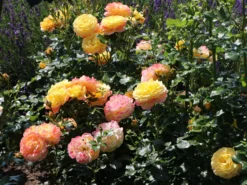 Beetrose 'Rose Der Hoffnung' ® -Deutschland Garten Funk Verkaufs-Shop beetrose rose der hoffnung m055132 w 5