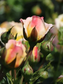 Beetrose 'Rose Der Hoffnung' ® -Deutschland Garten Funk Verkaufs-Shop beetrose rose der hoffnung m055132 w 6