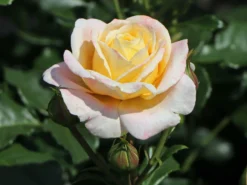 Beetrose 'Rose Der Hoffnung' ® -Deutschland Garten Funk Verkaufs-Shop beetrose rose der hoffnung m055132 w 7