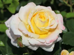 Beetrose 'Rose Der Hoffnung' ® -Deutschland Garten Funk Verkaufs-Shop beetrose rose der hoffnung m055132 w 8