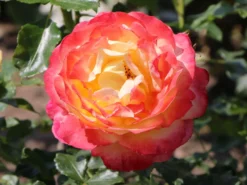 Beetrose 'Rose Der Hoffnung' ® -Deutschland Garten Funk Verkaufs-Shop beetrose rose der hoffnung m055132 w 9