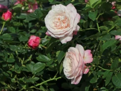 Beetrose 'Rosenfaszination' ® -Deutschland Garten Funk Verkaufs-Shop beetrose rosenfaszination m099193 w 1