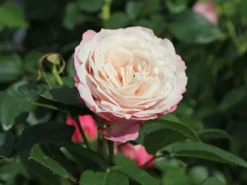 Beetrose 'Rosenfaszination' ® -Deutschland Garten Funk Verkaufs-Shop beetrose rosenfaszination m099193 w 2