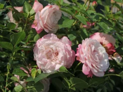 Beetrose 'Rosenfaszination' ® -Deutschland Garten Funk Verkaufs-Shop beetrose rosenfaszination m099193 w 3