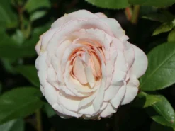 Beetrose 'Rosenfaszination' ® -Deutschland Garten Funk Verkaufs-Shop beetrose rosenfaszination m099193 w 4