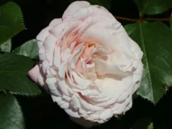 Beetrose 'Rosenfaszination' ® -Deutschland Garten Funk Verkaufs-Shop beetrose rosenfaszination m099193 w 5