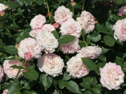 Beetrose 'Rosenfaszination' ® -Deutschland Garten Funk Verkaufs-Shop beetrose rosenfaszination m099193 w 6