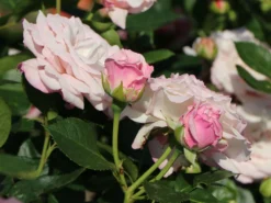 Beetrose 'Rosenfaszination' ® -Deutschland Garten Funk Verkaufs-Shop beetrose rosenfaszination m099193 w 7