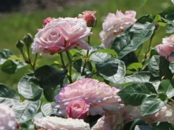 Beetrose 'Rosenfaszination' ® -Deutschland Garten Funk Verkaufs-Shop beetrose rosenfaszination m099193 w 8