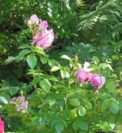 Beetrose 'Rosenfee' ® -Deutschland Garten Funk Verkaufs-Shop beetrose rosenfee m048666 430730 0