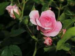 Beetrose 'Rosenfee' ® -Deutschland Garten Funk Verkaufs-Shop beetrose rosenfee m048666 w 2