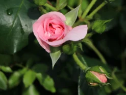 Beetrose 'Rosenfee' ® -Deutschland Garten Funk Verkaufs-Shop beetrose rosenfee m048666 w 3