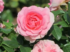 Beetrose 'Rosenfee' ® -Deutschland Garten Funk Verkaufs-Shop beetrose rosenfee m048666 w 5