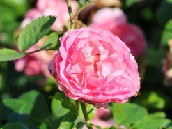 Beetrose 'Rosenfee' ® -Deutschland Garten Funk Verkaufs-Shop beetrose rosenfee m048666 w 6