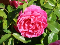 Beetrose 'Rosenfee' ® -Deutschland Garten Funk Verkaufs-Shop beetrose rosenfee m048666 w 7