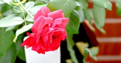 Beetrose 'Rouge Meilove' ® -Deutschland Garten Funk Verkaufs-Shop beetrose rouge meilove adr rose m059983 823480 0