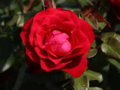 Beetrose 'Rouge Meilove' ® -Deutschland Garten Funk Verkaufs-Shop beetrose rouge meilove adr rose m059983 w 1